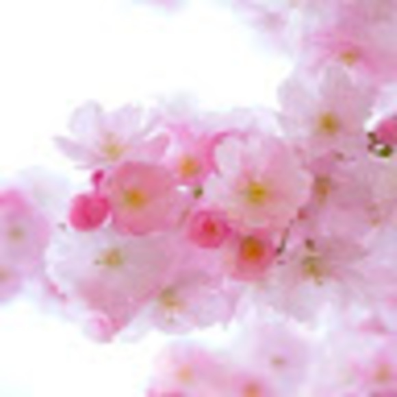 Meet your Posher, Mina - Picture 1 of 1